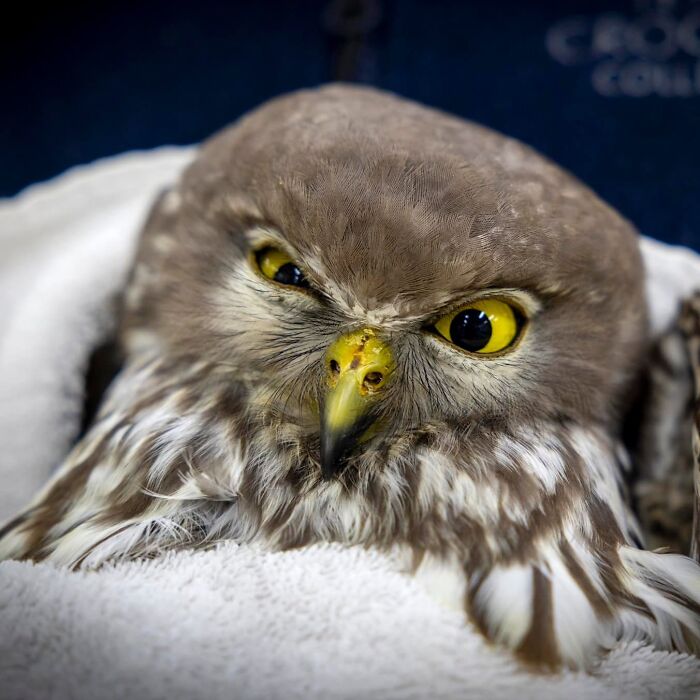 Close-up of an owl wrapped in a towel showing bright yellow eyes and detailed feathers during examination.