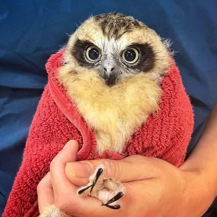Young owl wrapped in a red towel, being gently held for examination and care.