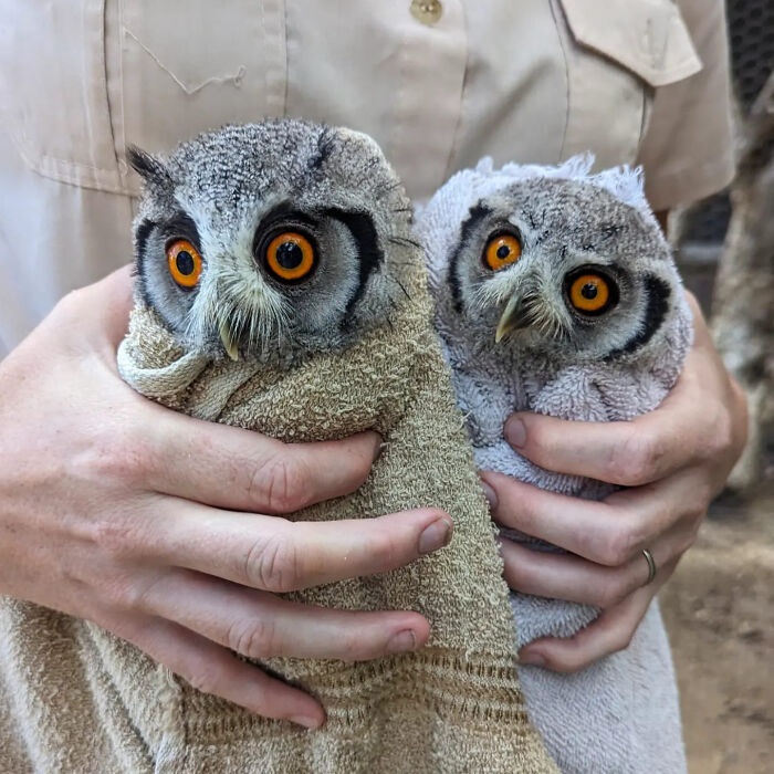 Two owls with bright orange eyes wrapped in towels, held gently for their examination and care.