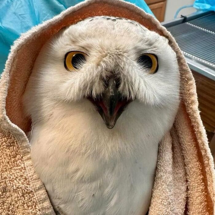Snowy owl wrapped in a soft towel, looking calm and adorable during its examination session.