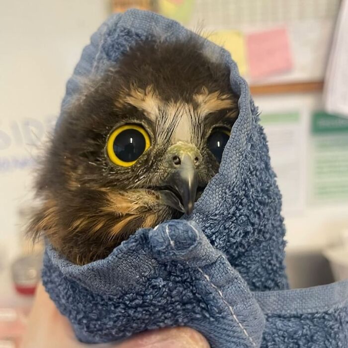Owl wrapped in a blue towel with wide eyes, being gently held for examination and care.