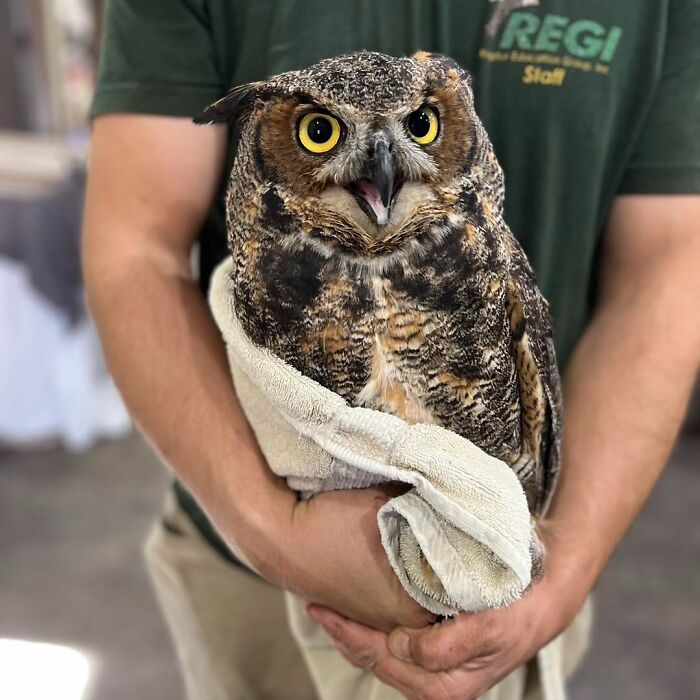 Owl wrapped in towels held by a staff member, showcasing adorable owls wrapped for their examination.
