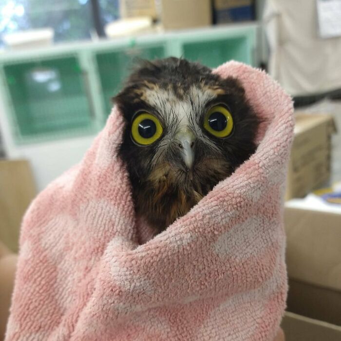 Owl wrapped in a pink towel for examination, showing bright yellow eyes and detailed feathers up close.