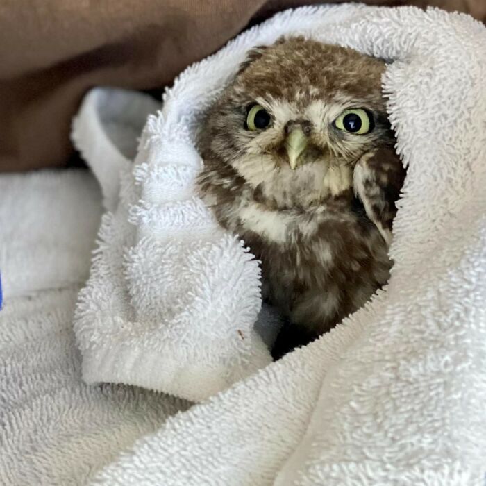 Owl wrapped in white towels looking cozy and secure during its examination in a veterinary or rescue setting