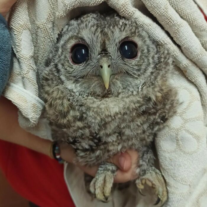 Close-up of an adorable owl wrapped in towels being held gently for its examination and care.
