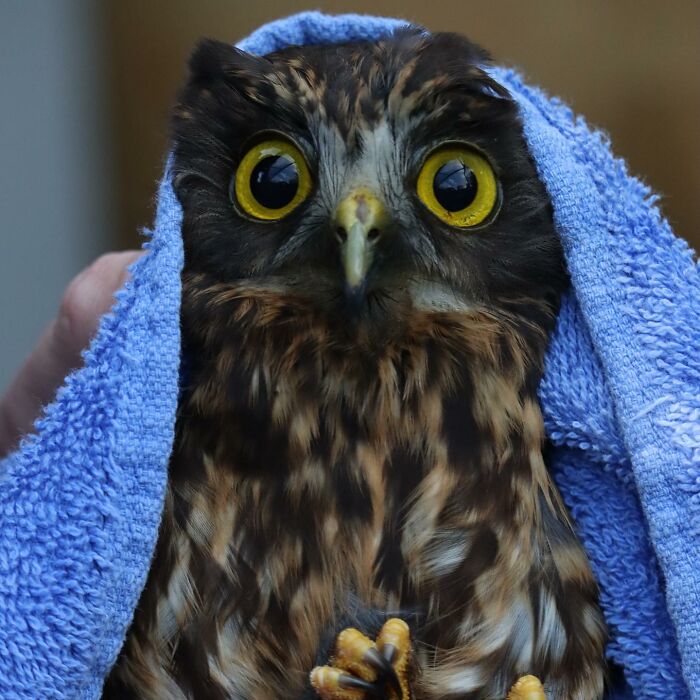 Owl wrapped in a blue towel for examination, showcasing its bright yellow eyes and detailed brown feathers.
