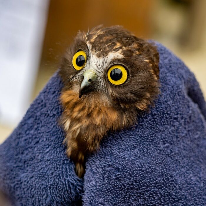 Small owl wrapped in a blue towel for examination, showing its bright yellow eyes and detailed feathers.