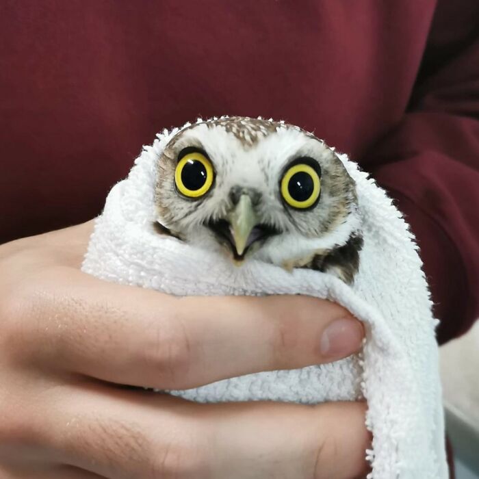 Owl wrapped in a white towel being gently held, showcasing adorable owl in towels during examination.