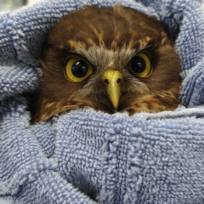Owl wrapped snugly in a blue towel for examination, showing bright yellow eyes and detailed facial feathers.