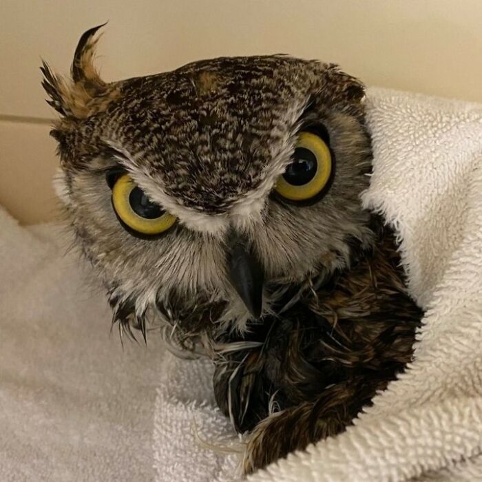 Close-up of an owl wrapped in towels with bright yellow eyes, prepared for its examination and care session.