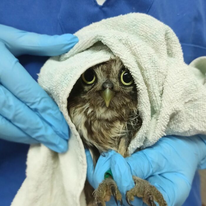 Small owl wrapped in towels being gently held by gloved hands for examination and care.