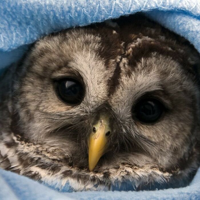 Close-up of an owl wrapped in a towel showing detailed feathers and large dark eyes during examination.