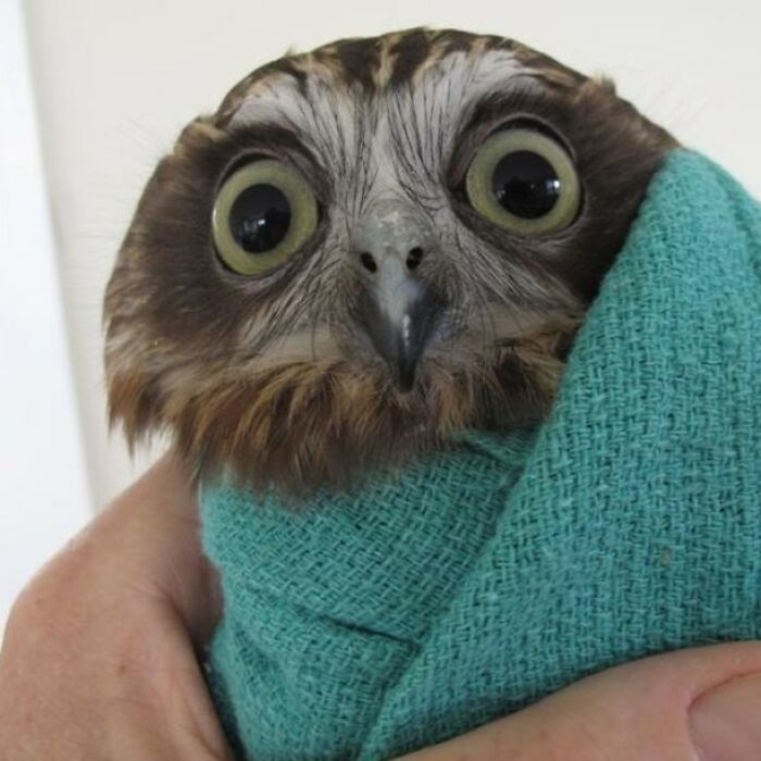 Close-up of an owl wrapped in a green towel being gently held during a veterinary examination.