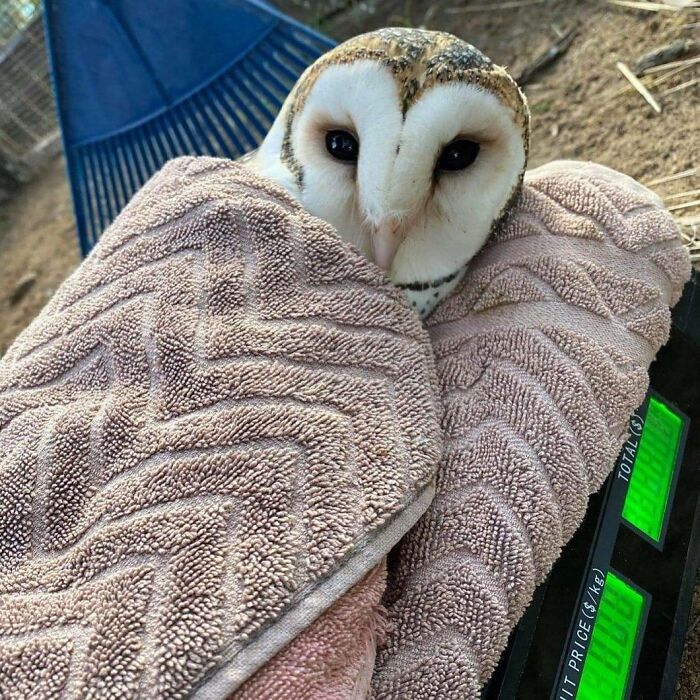 Barn owl wrapped in towels for examination, showcasing the gentle care of owls in towels during medical checkups.