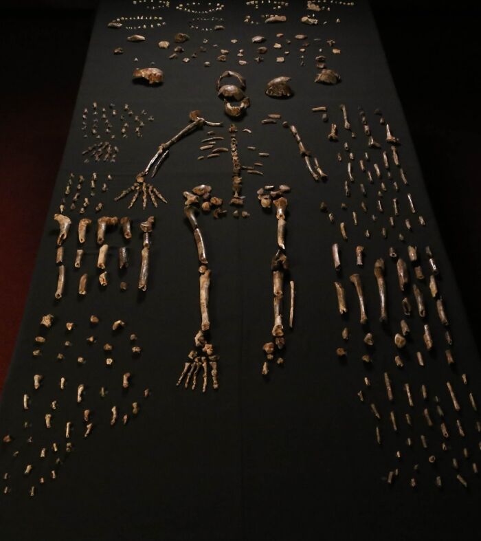 Fossilized hominid skeleton laid out on black surface as part of archeological discoveries challenging school teachings