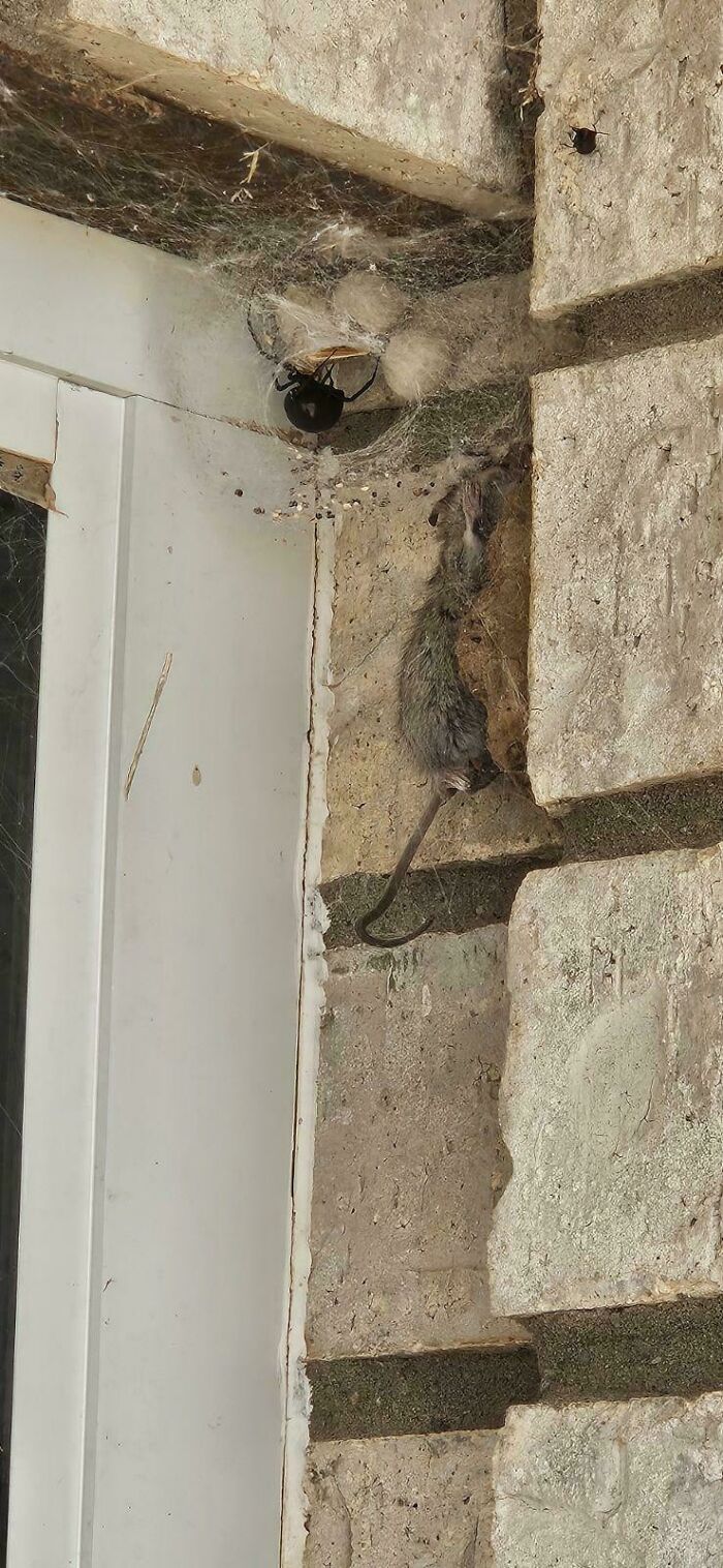 Mi papá me acaba de enviar esta foto. Me pide consejos sobre cómo deshacerse de ella.