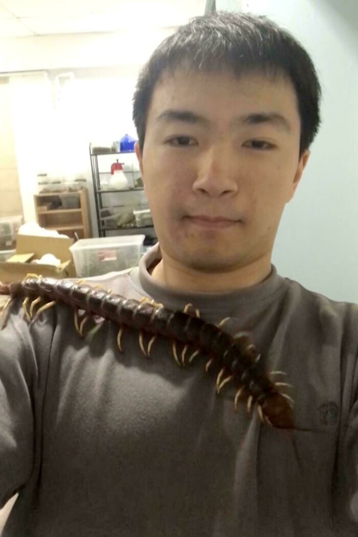 Los ciempiés gigantes son extremadamente rápidos, extremadamente agresivos, extremadamente volátiles y su veneno puede matarte.