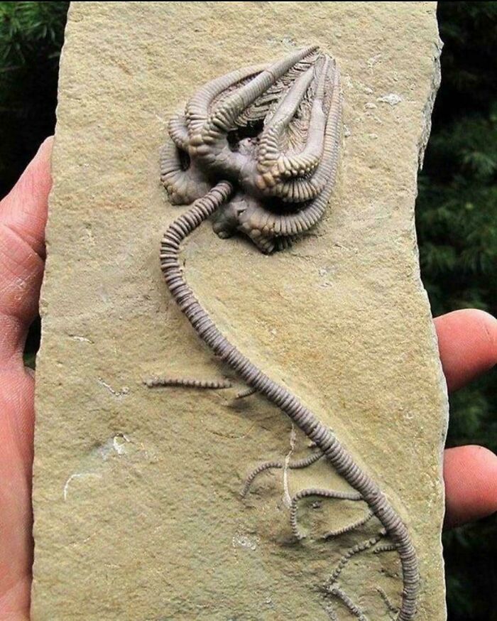 Fósil de crinoideo casi intacto de unos 345 millones de años