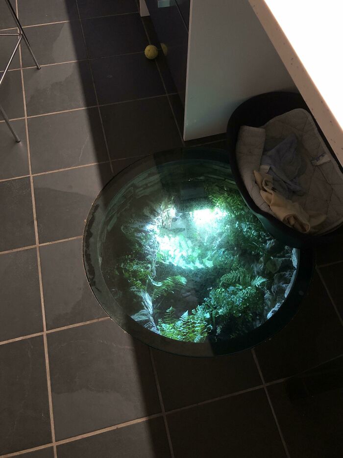 Glass floor panel revealing a hidden underground garden filled with plants, one of the cool things people have found buried in old houses.