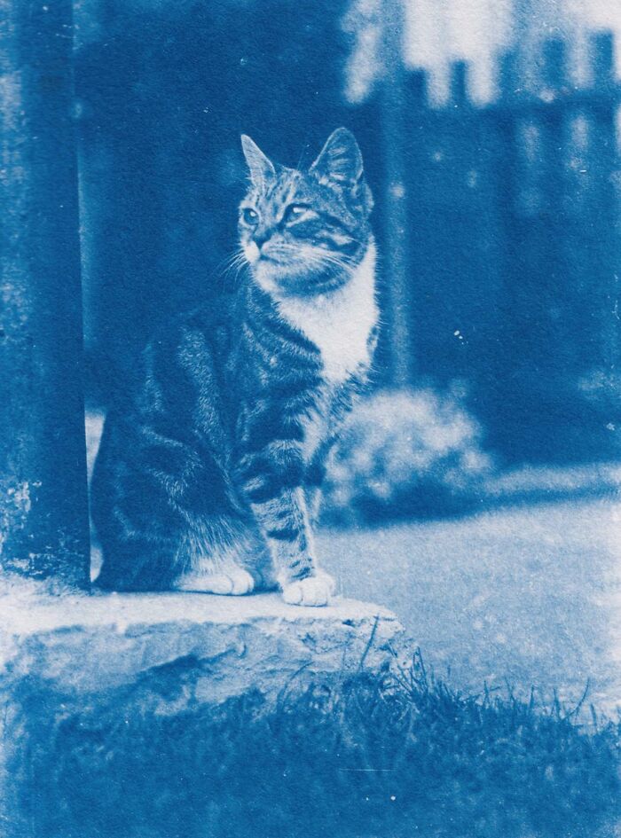 Vintage blue-toned photo of a cat sitting on a porch, evoking cool things people have found hidden in old houses.