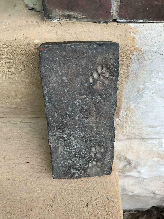 Old brick with paw prints embedded, one of the cool things people have found buried in old houses.
