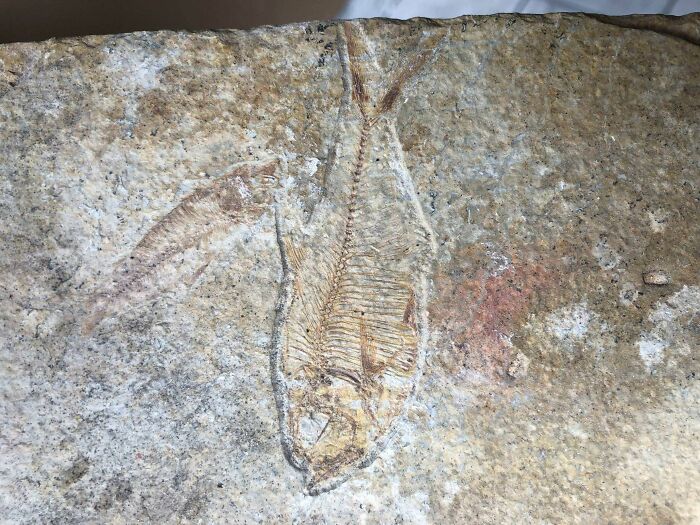 Fossilized fish embedded in stone, one of the cool things people have found buried and hidden in old houses.