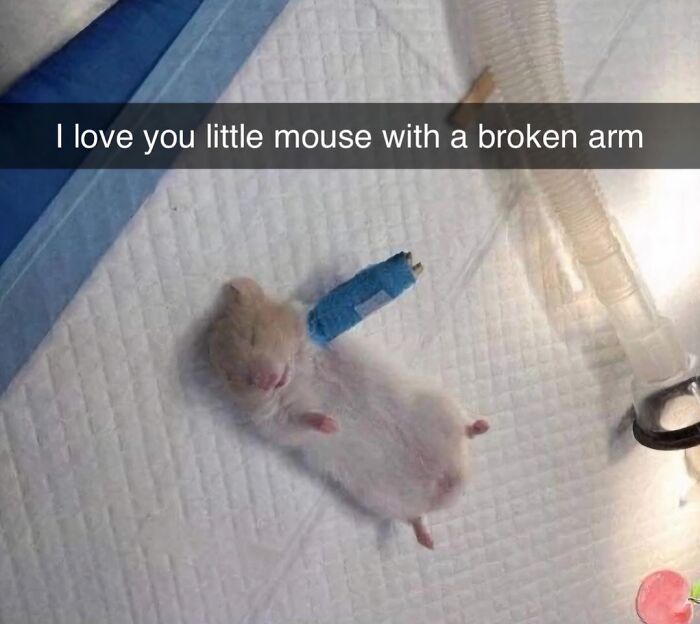 Tiny mouse lying on its back with a blue cast on its broken arm, a funny and silly animal meme to lift spirits.