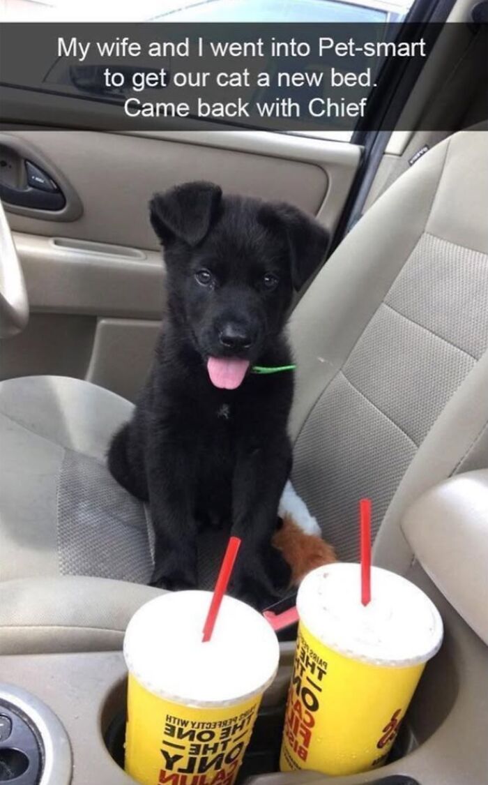 Black puppy sitting in a car seat with tongue out, funny and silly animal meme to lift your spirits.