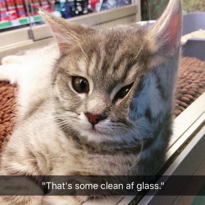Close-up of a gray tabby cat behind glass with a funny caption, part of funny and silly animal memes collection.