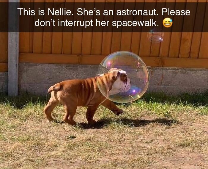 Bulldog puppy with a bubble around its head, creating a funny and silly animal meme to lift your spirits.