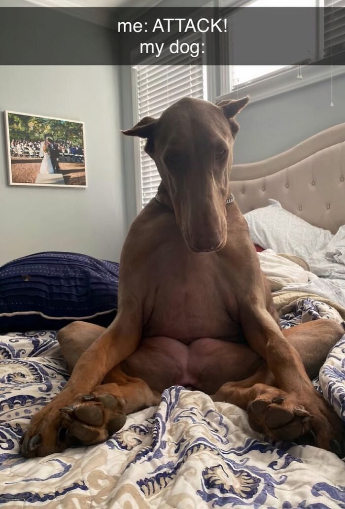 Large dog sitting awkwardly on a bed with a humorous caption, part of funny and silly animal memes to lift spirits.