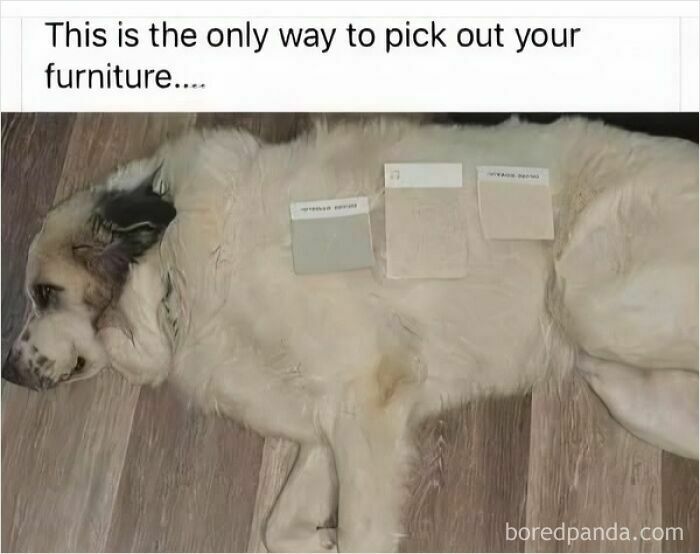 Large dog lying on the floor with paint swatches on its fur, a funny and silly animal meme to lift spirits.