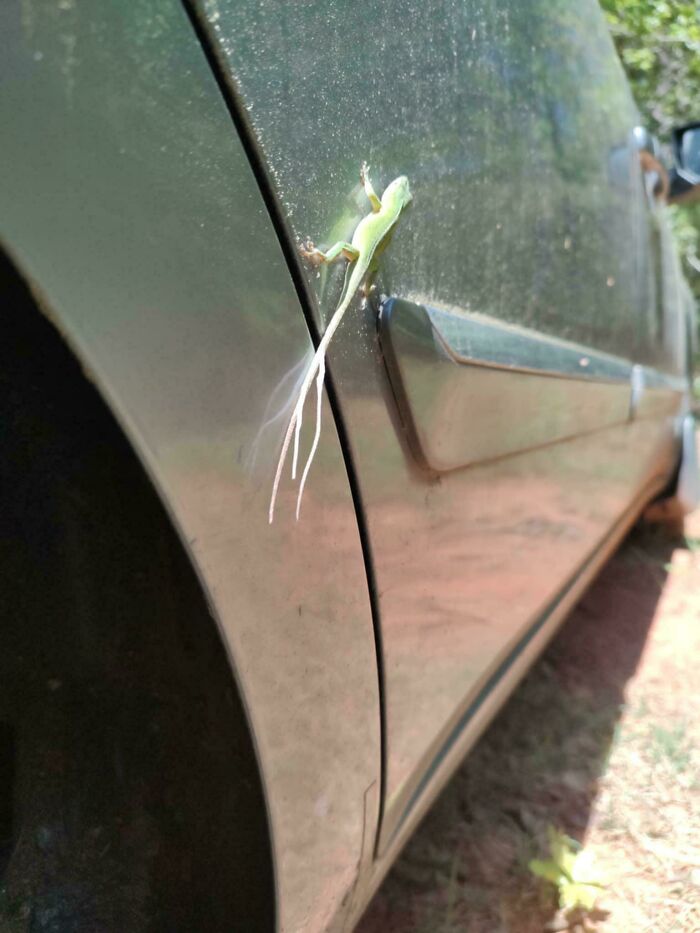Green lizard with unusual long tail on a car door, one of the funny pics that show utterly confused moments.