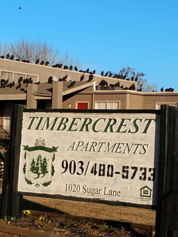 Large group of birds perched on apartment rooftops, creating a funny and confusing scene captured in a photo.