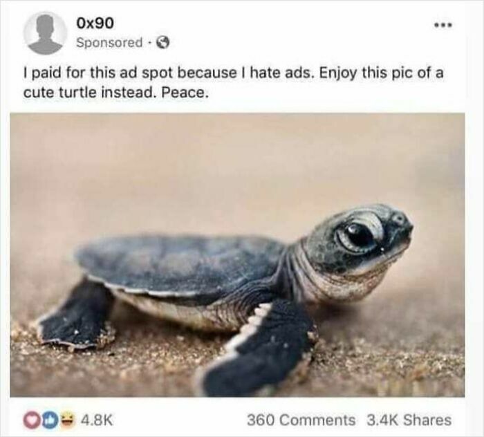 Adorable baby turtle on sandy ground, representing wholesome feel-good content to restore faith in humanity.