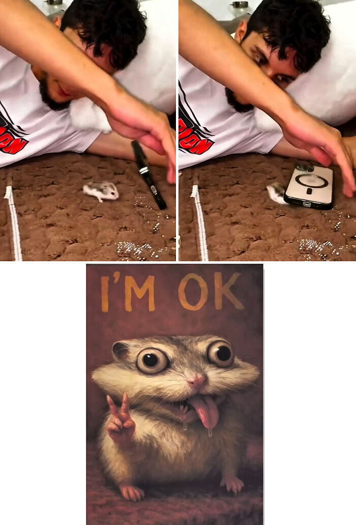 Man playing with a hamster followed by a hilarious royal pet portrait of the hamster saying I’m OK with a peace sign.