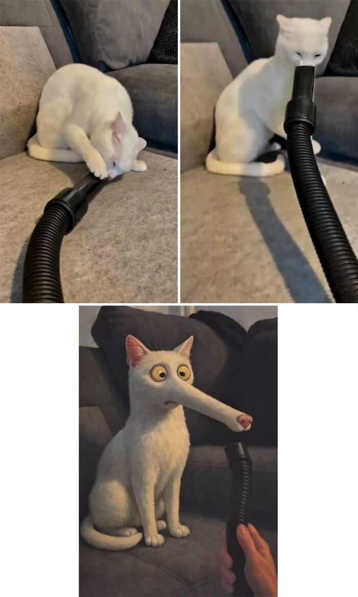 White cat interacting awkwardly with vacuum hose, followed by a hilarious royal portrait transformation by artist.