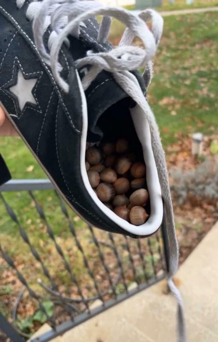 Black sneaker filled with hazelnuts held outside, a funny pic showing an utterly confused moment with unusual contents.