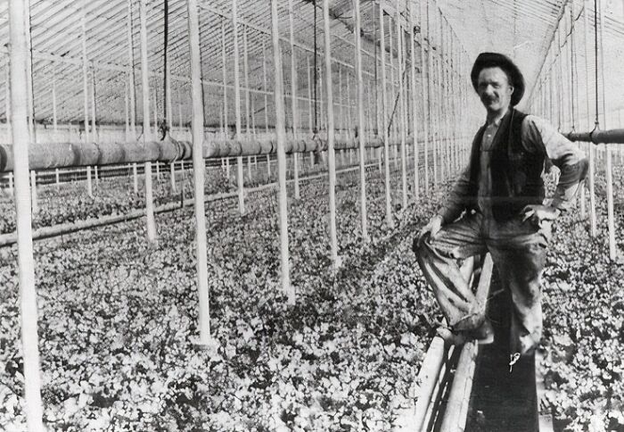 Vintage photo of an American working class man standing in a greenhouse amidst crops during his job.