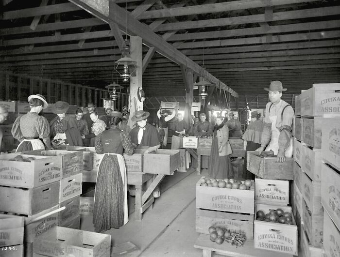 Vintage photo of American working class people packing fruit crates in a warehouse during their jobs in the early 20th century.