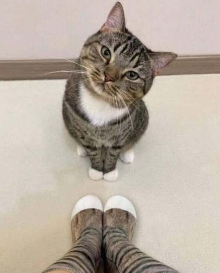 Gato con expresión curiosa sentado frente a calcetas con diseño de gato, foto divertida de gatos para redes sociales.