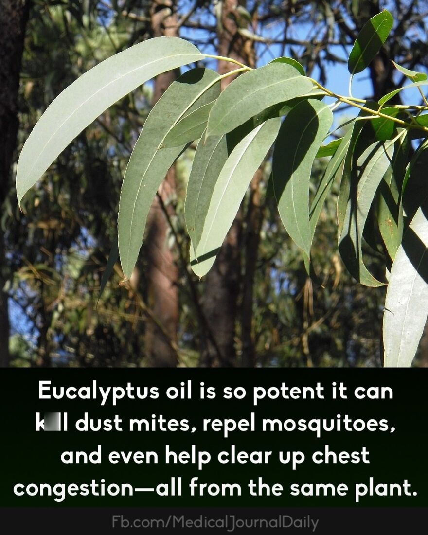 Eucalyptus leaves with text about eucalyptus oil's medical benefits in a natural outdoor setting.