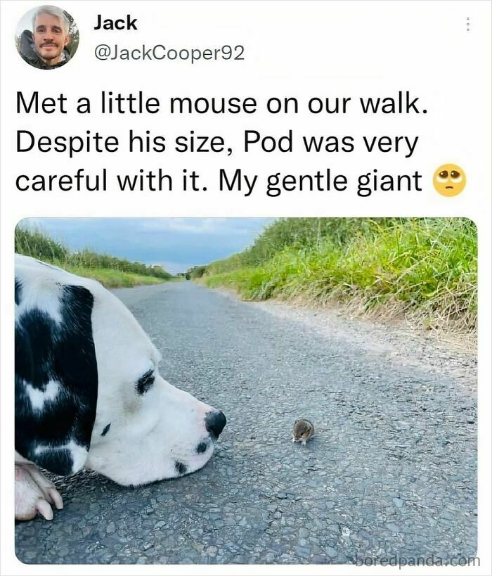 Dog gently sniffing a tiny mouse on a country road, showcasing a funny and silly animal moment to lift your spirits.