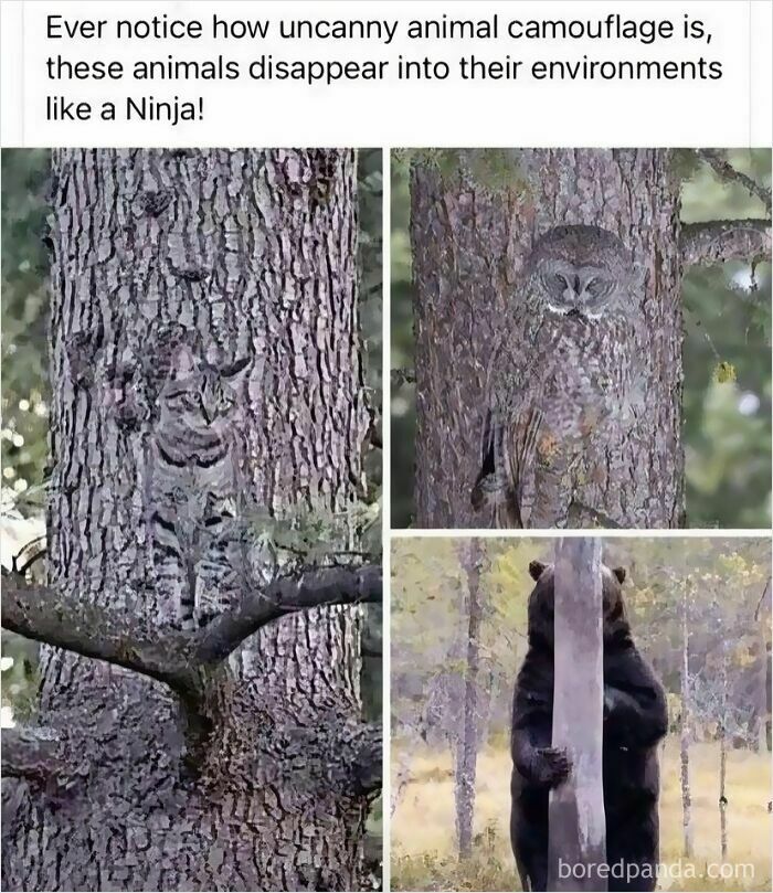 Animals showcasing funny and silly camouflage as they blend into tree trunks in a humorous animal meme collection.