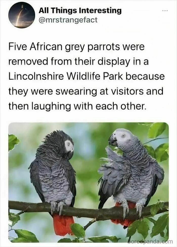 Funny African grey parrots removed from wildlife park for swearing and laughing together, a silly animal meme to raise spirits.