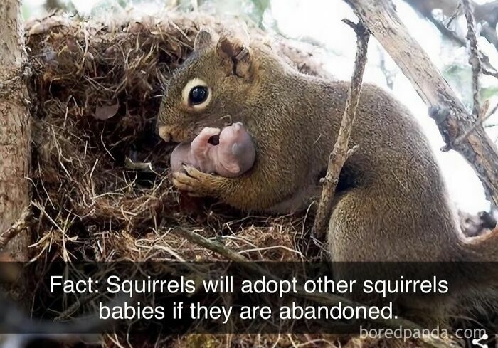 Squirrel caring for a baby squirrel in a nest, demonstrating funny and silly animal memes about animal adoption and care.