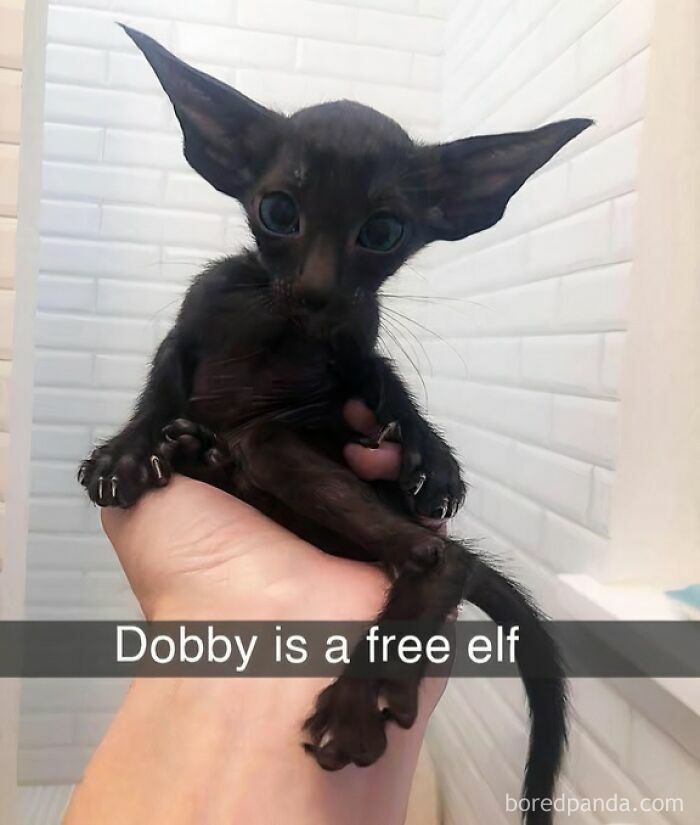Small black animal with large ears held in a hand, featured in funny and silly animal memes to lift spirits.
