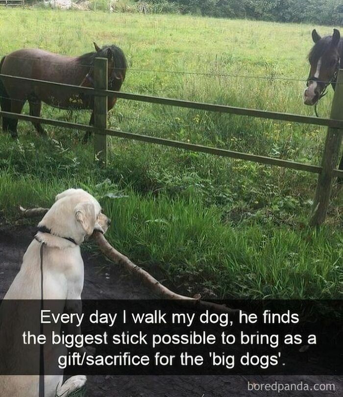 Dog holding a huge stick walking near horses with a funny animal meme about gifts for big dogs in a green field.