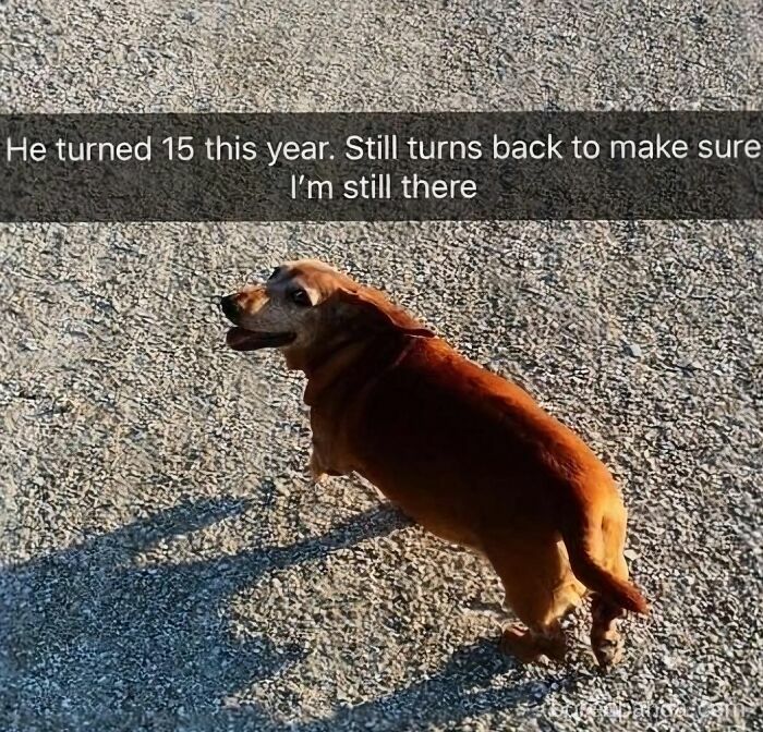 Older dachshund dog looking back on gravel path with text about turning 15 and still checking on owner funny animal memes