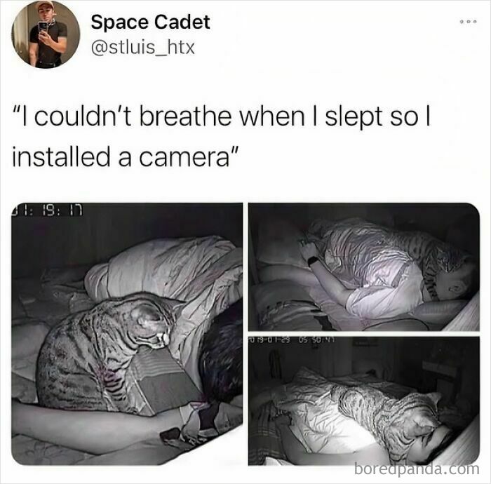 Cat sitting on a person sleeping in bed, part of funny and silly animal memes to keep spirits up.